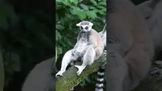 Night Ghost 👻 of Madagascar 🇲🇬: Aye-Aye Uncovered
