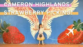 Sweet Escape! 🍓 Strawberry Picking in Cameron Highlands, Malaysia (PART 1)
