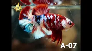 A07 KOI GALAXY