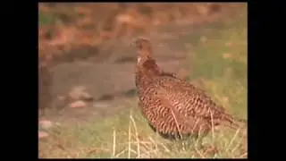 Heimische Tierwelt im Herbst - Theo Kubiak (1974)