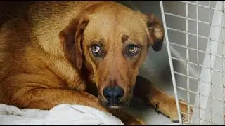 Try Not To Fall In Love With Saffron
