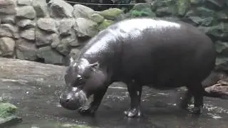 JADERPARK Tier- und Freizeitpark - Zwerg-Flusspferd - Geparden - L&ouml;wen Giraffen