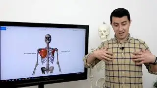 Musculatura auxiliară a procesului respirator - Pastila de Educație