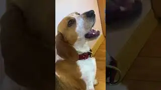 Funny drama dog.🐶 💕 #funnypets #cute #dog #funnydog #foryou #usa