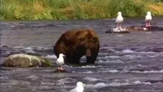 Nature in true HD!