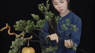 visit my sister's garden and ask for a bonsai