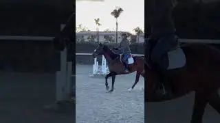 Raw of me getting left behind 😙 #horse #fypシ #equestrian #showjumping #horseedit #horses #edit