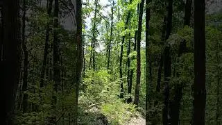 🌺 Natyra nuk ka nevoj&euml; p&euml;r fjal&euml;&hellip; vet&euml;m ndjesi 🍃