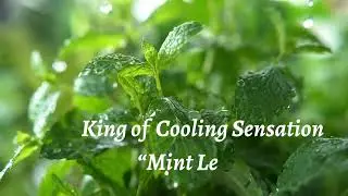 🌿 Mint Leaf &ndash; Nature&rsquo;s Cooling Herb