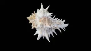 Hexaplex fulvescens (G. B. Sowerby II, 1834) Giant Eastern Murex