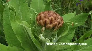 Продукция ИБФЧ, часть 2, Необол, Нейрол, Экринол. www.неолайф.рф