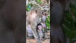 Monkey love