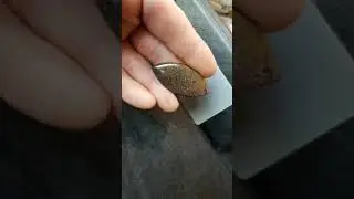 Dinosaur Gem Bone Cabochon