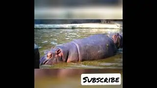'hippopotamus' amazing animal🦛 #hippo#wildanimalshorts#shorts