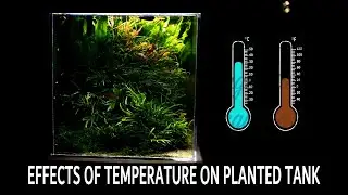 How temperature impacts plants growth and do you need heater in your planted tank ?