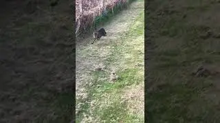 Wild Farm Adventures: Bengal Cat Goes Crazy!#funnycats #BengalCats #FarmAdventures #WildCat