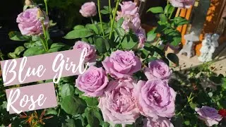 Чайно-гибридная роза Blue Girl. Всё об этой розе, растущей в моём саду в Финиксе!