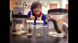 1st Harmony Insect Hunters (Insects Taxonomy) T-STEM PROJECT FOR STEM EDUCATORS