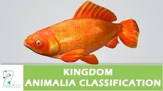 Kingdom Animalia Classification