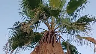 Laughing Dove |Spilopelia senegalensis |#video 