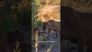 INCREDIBLE Lion Pride Encounter (Botswana Safari) #wildlife #nature #safari #lion #africa