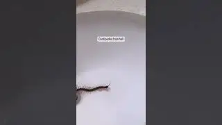 Scary Things You'll Find In Hawaii Homes