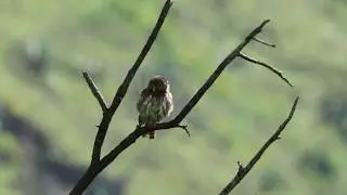 Peruvian Pygmy Owl scanning for prey