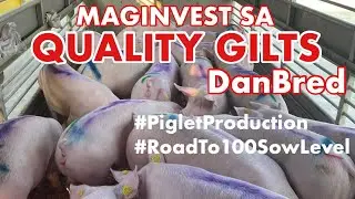 PIGLETS PRODUCTION / PIG FARMING BUSINESS:NEGOSYO PHILIPPINES
