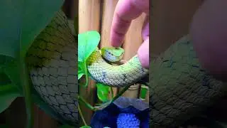 What a tame pit viper looks like #pitvipers #pitviper #reptiles #snakes #viper #snake #animal