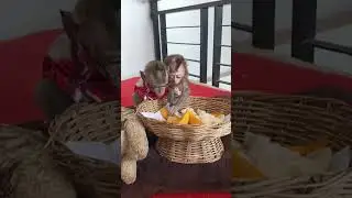 Baby monkeys love fruit #shorts
