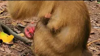 Look so sad baby Newborn Floran, new Mom Flora unknown to take care baby. #baby #monkey