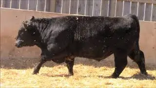Mid-Western Angus Bull and Female sale Lot 16 GFA 315G Gilchrist Farms