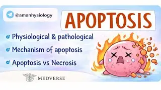 Apoptosis Explained 😀😀| Physiology & Pathology | Mechanism | Apoptosis vs Necrosis