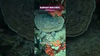 Rare Red Pachyseris Coral, Haven't seen one like this! #ocean #nature #shorts #aquarium #coral