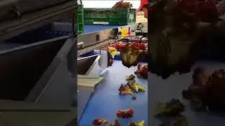 Efficient Head Lettuce Harvesting Techniques: From Field to Freshness! #agriculturemachines