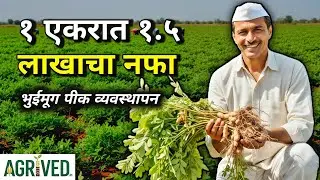 उन्हाळी भुईमूग शेती: १ एकरात १.५ लाखाचा नफा! 🥜 मशागत ते विक्री संपूर्ण माहिती | Groundnut Farming