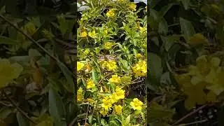 Backyard bug hunt  - sphinx / hawk / hummingbird moth