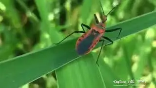 Reduviid bug😍||amazing creature||fun to capture✨🌸