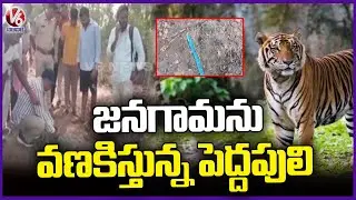 Tiger Spotted In Jangaon, Officials Alert Public | V6 News