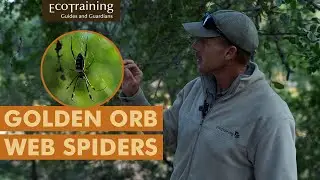 Пауки-золотистые кругопряды | Insectlopedia