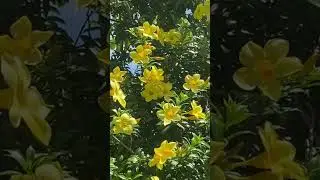 YellowBell                                      #yellowbells #yellow    #flowers #yellowflowers
