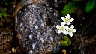 한국의 야생화 - 물매화(Parnassia palustris)