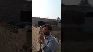 Buffalo farming in Vehari, Punjab, Pakistan #bufflo #farming #veharivlogs