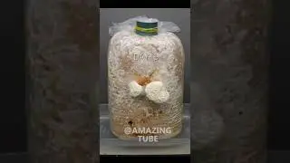 Golden Oyster Mushroom Timelapse #shorts #timelapse #AmazingTube-1 #amazingtube #Tube2310