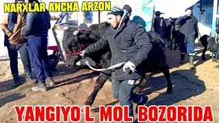 YANGIYOʻL MOL BOZORIDAGI BUGUNGI NARXLAR 🦬🐃🐂🐎🐏🐑🐐