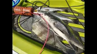 THERE WAS FISH EVERYWHERE-PACKERY FLAT'S-CORPUS FISHING- PHILLIP'S TACKLE CO.-FISH BANDIT SQUAD-