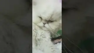 How cats say sorry 😔