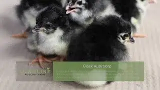 Black Australorp Baby Chicks