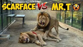 Mr T Ka Achanak Scarface per Hamla 😱 | Dangerous Lion Fight at Farm