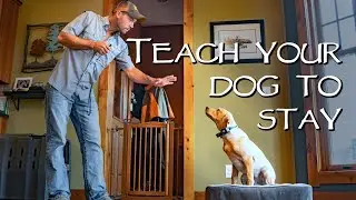 Labrador Retriever Teach Your Dog To Stay - No Matter What - Gun Dog Training